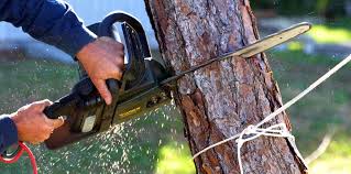 Best Tree Disease Treatment  in Florence, MT