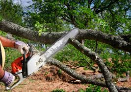  Florence, MT Tree Removal Pros