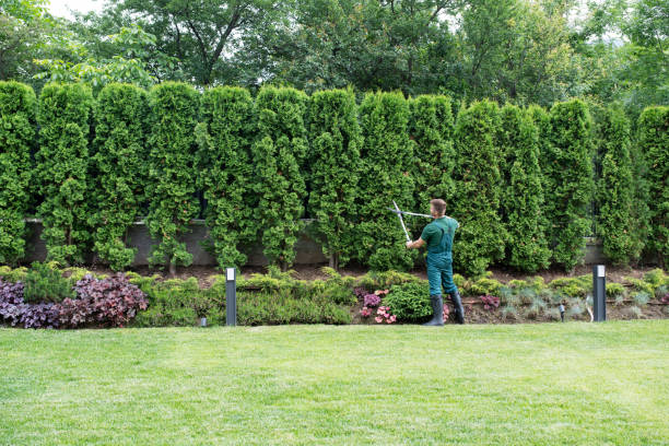 Best Tree Removal  in Florence, MT