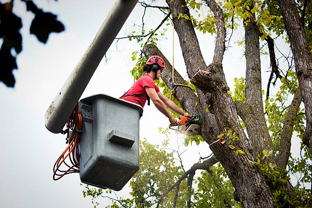 Best Utility Line Clearance  in Florence, MT