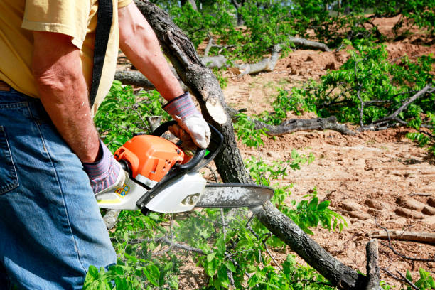 Best Root Management and Removal  in Florence, MT